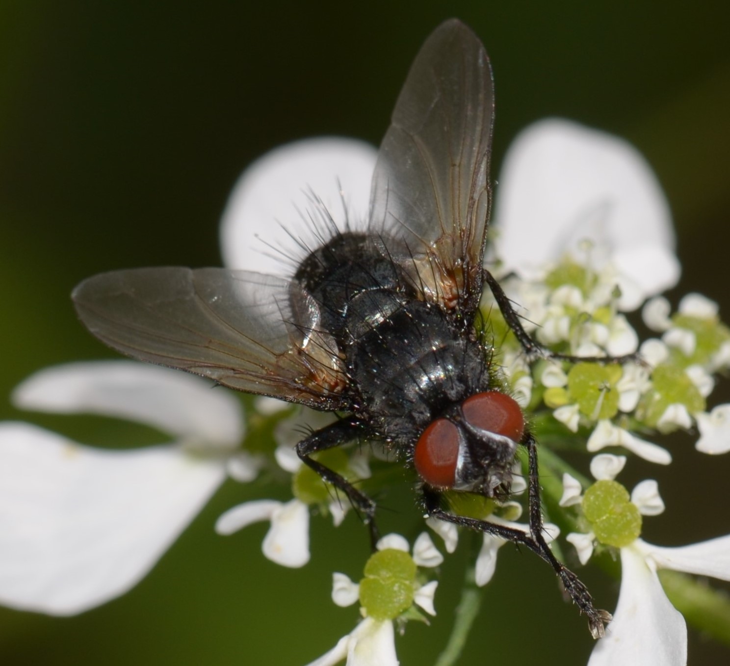 Tachinidae?  S